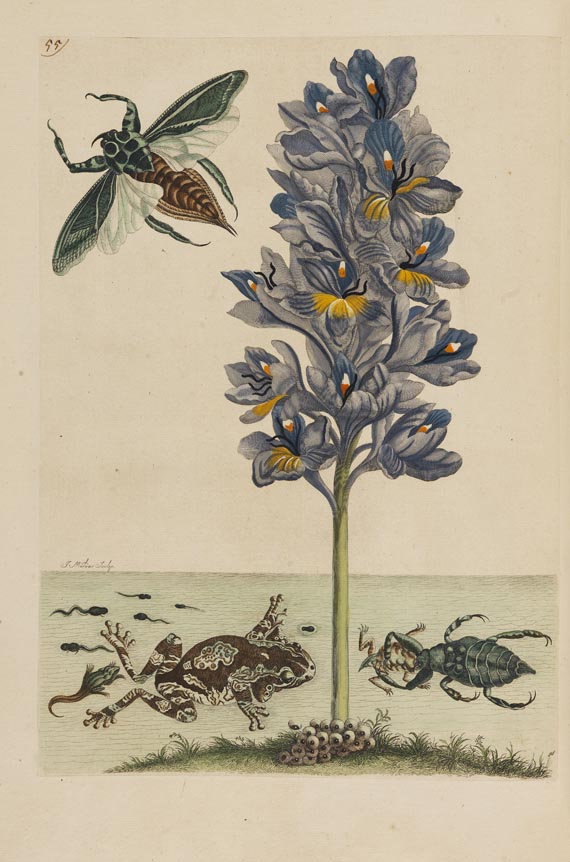 Maria Sibylla Merian - Surinaamsche Insecten. Amsterdam 1730. - Weitere Abbildung