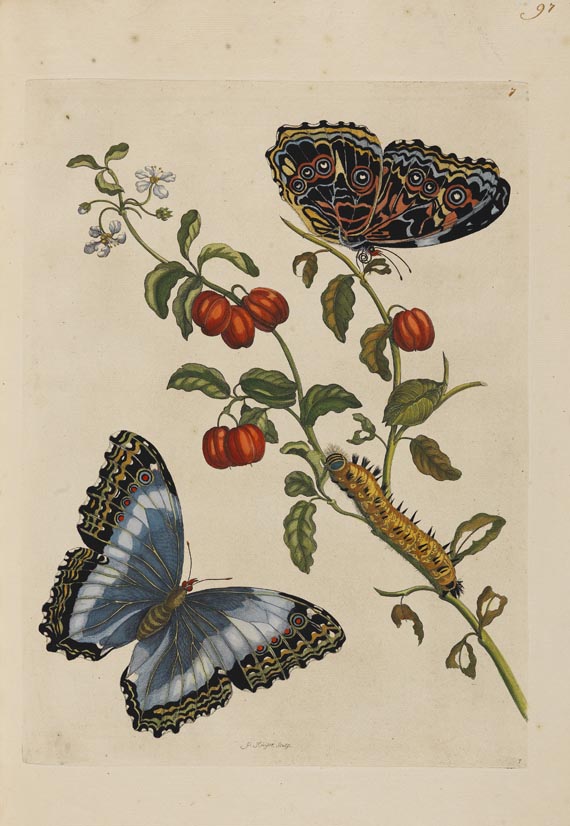 Maria Sibylla Merian - Surinaamsche Insecten. Amsterdam 1730. - Weitere Abbildung