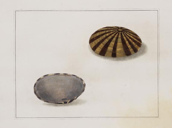 Thomas Martyn - Original watercolours for shells. Um 1784. - Weitere Abbildung