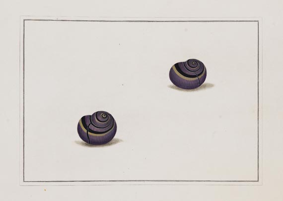 Thomas Martyn - Original watercolours for shells. Um 1784. - Weitere Abbildung