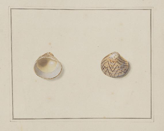 Thomas Martyn - Original watercolours for shells. Um 1784. - Weitere Abbildung