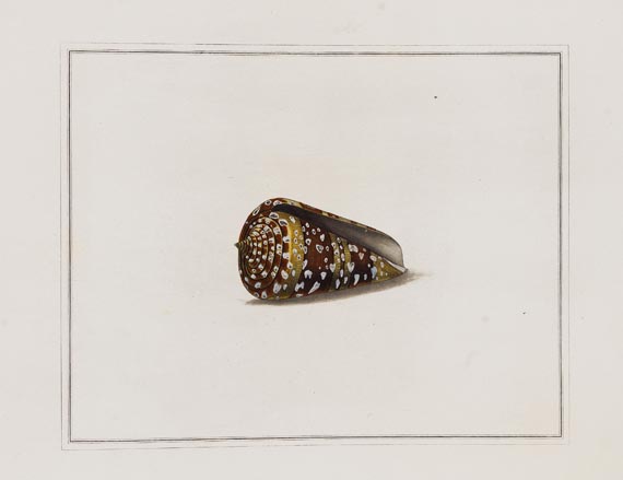 Thomas Martyn - Original watercolours for shells. Um 1784.