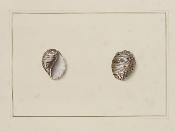 Thomas Martyn - Original watercolours for shells. Um 1784. - Weitere Abbildung