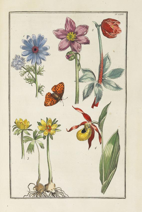 Maria Sibylla Merian - Histoire générale des insectes. 1771. - Weitere Abbildung