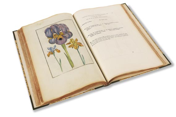 Maria Sibylla Merian - Histoire générale des insectes. 1771. - Weitere Abbildung