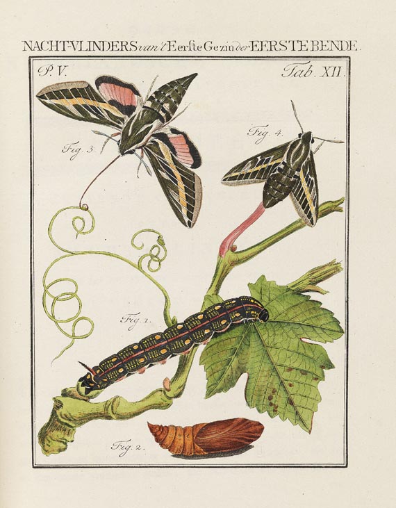 Jan Christiaan Sepp - Nederlandsche Insecten. 8 Bde. 1762-1860 - Weitere Abbildung