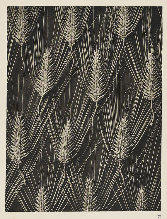 Karl Blossfeldt - Wundergarten der Natur. 1932. - Weitere Abbildung
