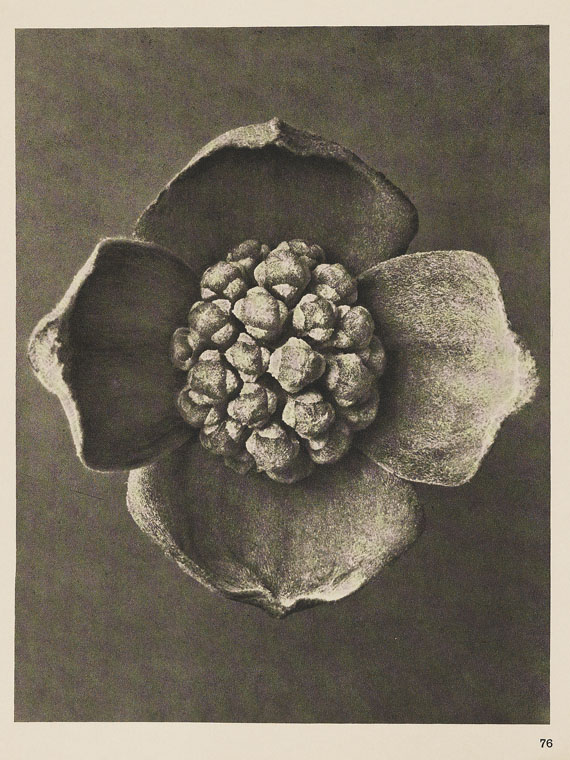 Karl Blossfeldt - Wundergarten der Natur. 1932. - Weitere Abbildung