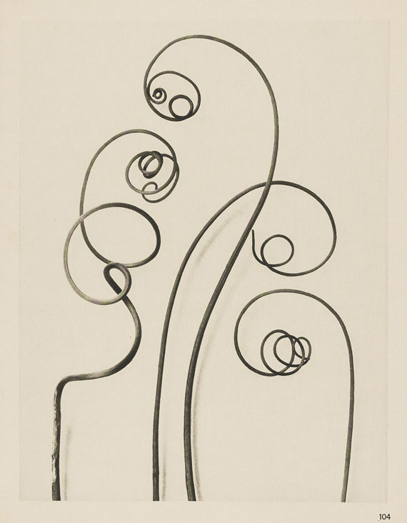 Karl Blossfeldt - Wundergarten der Natur. 1932. - Weitere Abbildung