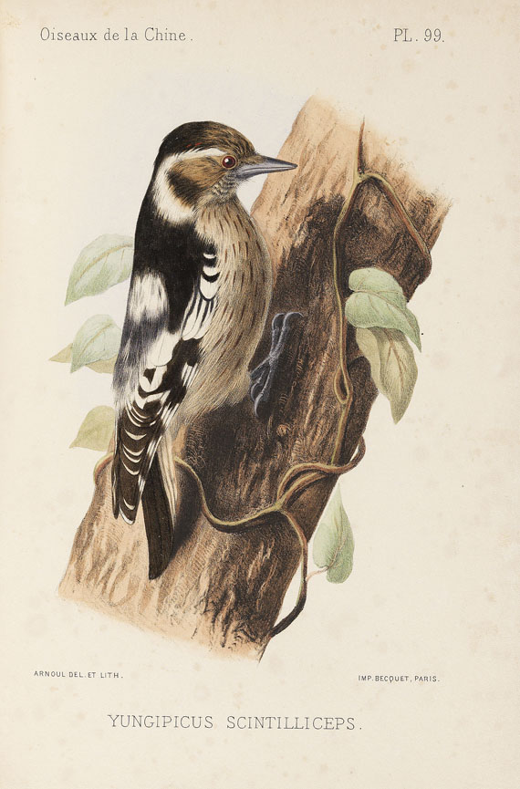 Armand David - Oiseaux de la Chine. 1877. - Weitere Abbildung