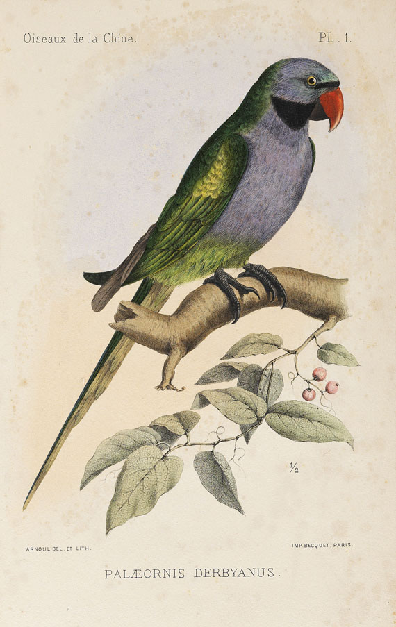 Armand David - Oiseaux de la Chine. 1877. - Weitere Abbildung