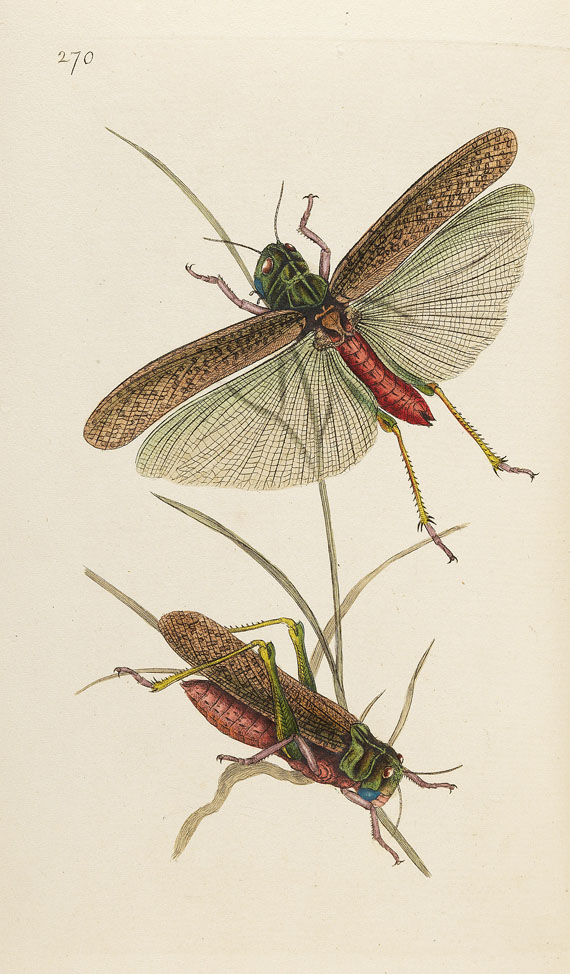 E. Donovan - Natural history of british insects. 8 Bde. 1794-1813. - Weitere Abbildung