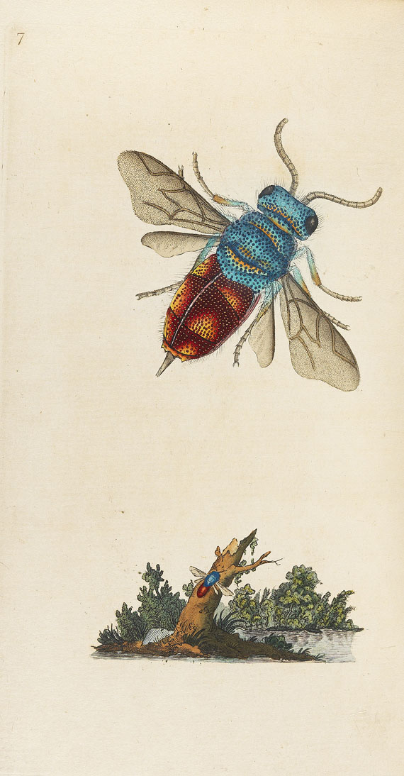 E. Donovan - Natural history of british insects. 8 Bde. 1794-1813. - Weitere Abbildung