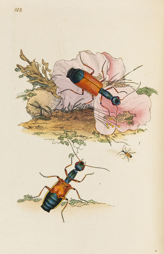 E. Donovan - Natural history of british insects. 8 Bde. 1794-1813.