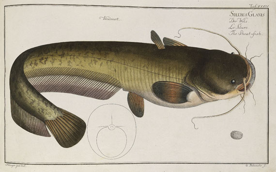 Marcus Elieser Bloch - Oecon. Naturgeschichte der Fische/d. ausländ. Fische. 5 Text- u. 4 Tafelbde. Zus. 9 Bde. 1782-87.