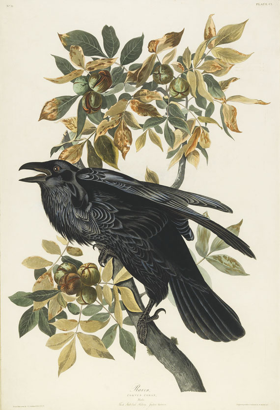 John James Audubon - 1 Bl. Raven. 1831.