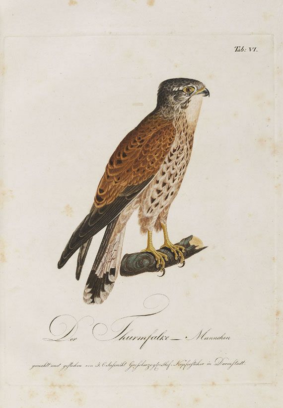 Ernst Wilhelm Drümpelmann - Abbildungen ... Thierreich aus den nördl. Provinzen Russlands. 1811. Heft 1-8 (von 9). - Weitere Abbildung