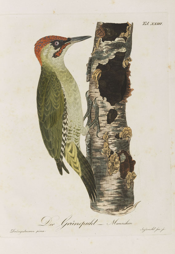 Ernst Wilhelm Drümpelmann - Abbildungen ... Thierreich aus den nördl. Provinzen Russlands. 1811. Heft 1-8 (von 9). - Weitere Abbildung