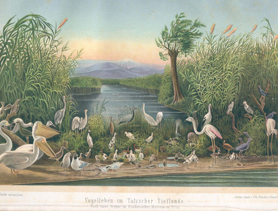 Gustav Radde - Ornis Caucasica. 1884. - Dabei: Wilhelm, Nat.gesch. d. Vögel. Tl. 1 (von 2) 1795.