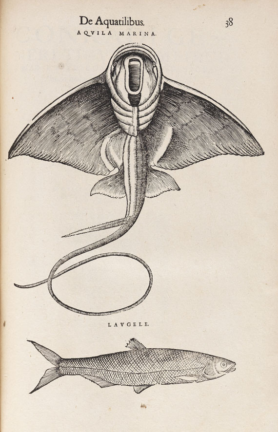 Conrad Gesner - Historiae animalium. 6 Tle. in 3 Bdn. 1585- 1604.