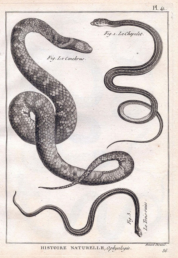 Joseph Pierre Bonnaterre - Tableau éncyclopédique. Ophiologie. 1789-90.