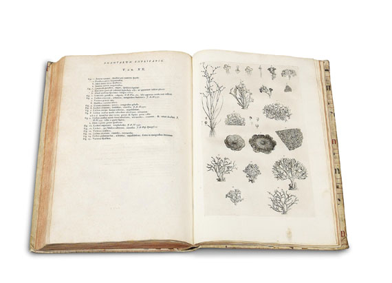 Sebastien Vaillant - Botanicon parisiense. 1727. - Weitere Abbildung