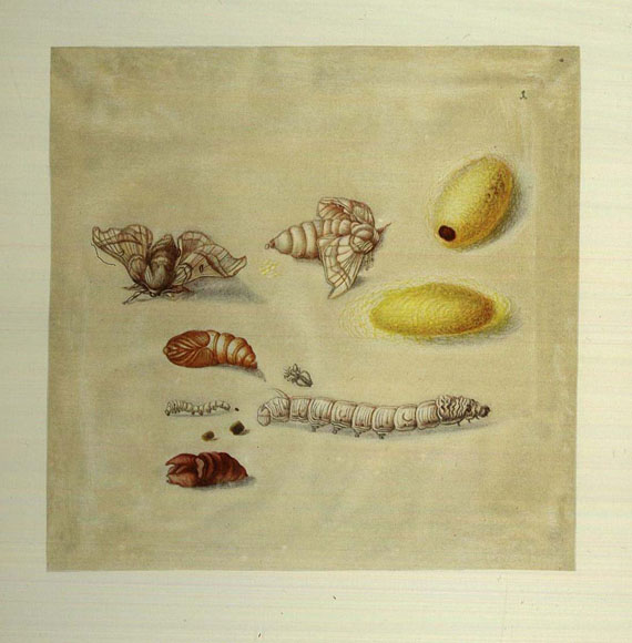 Maria Sibylla Merian - Schmetterlinge, Käfer und andere Insekten 1976