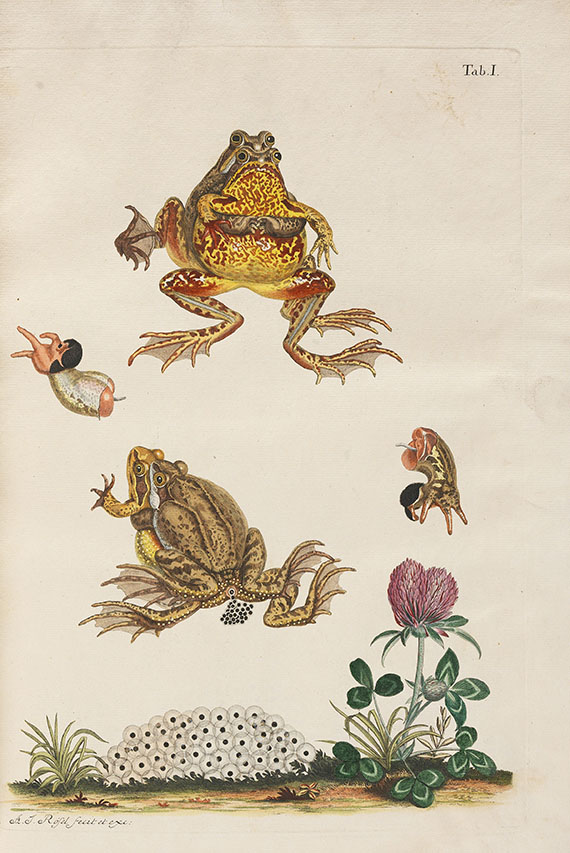 August J. Rösel von Rosenhof - Historia naturalis. 1758 - Weitere Abbildung