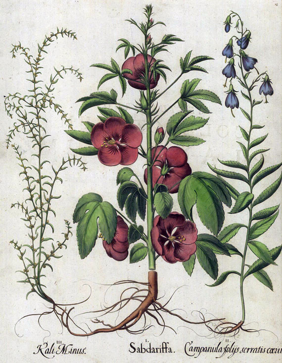 Blumen und Pflanzen - 1 Bl. Sabdariffa/Hibiskus, B. Besler. 1613ff.