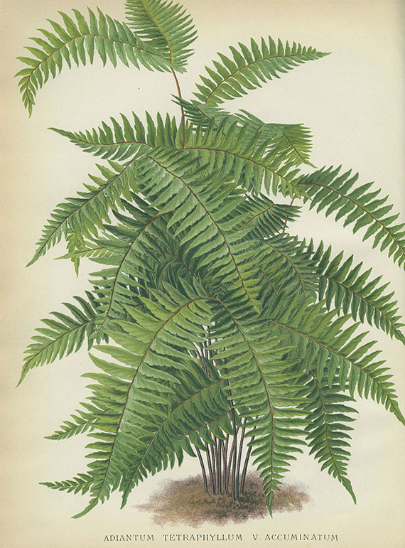 George Schneider - The Book of Choice Ferns. 3 Bde. 1892-1894