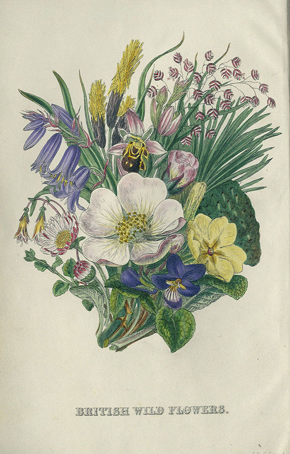 C. Pierpoint Soweby - British Wild Flowers. 1860