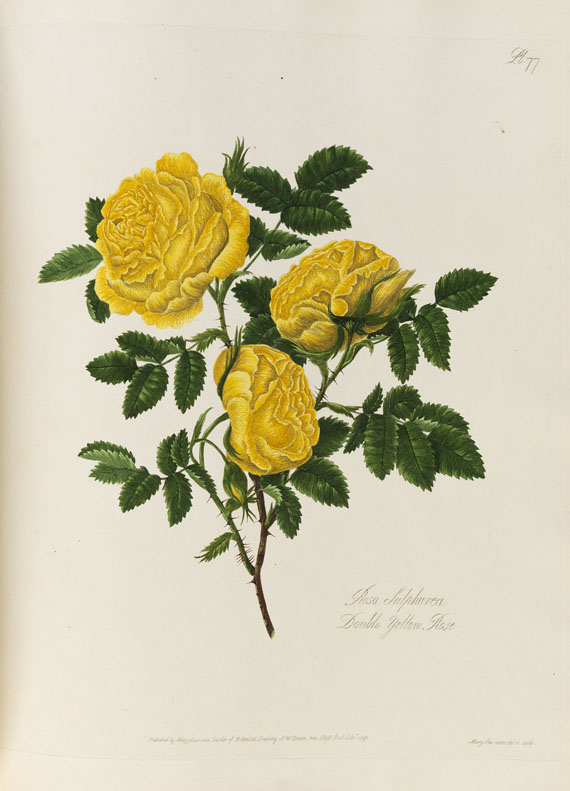 Mary Lawrance - A collection of roses. 1799.