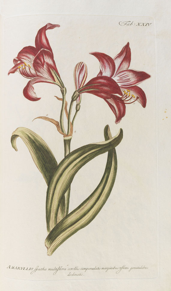 Philipp Miller - Abbildungen zum Gärtnerlexicon. 1768-82. 2 Bde. - Weitere Abbildung