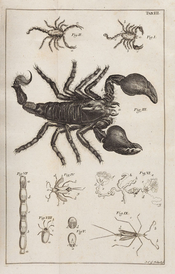 Johann Swammerdamm - Buch der Natur. 1752.