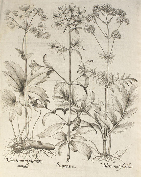  Blumen und Pflanzen - 2 Bll. Nelken und Saponaria. - Weitere Abbildung