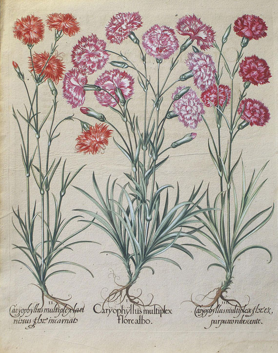 Blumen und Pflanzen - 2 Bll. Nelken und Saponaria.