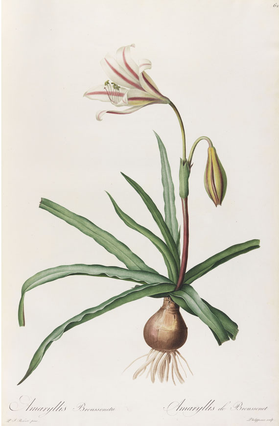 Pierre Joseph Redouté - Liliacées. 8 Bde. 1802-16. - Weitere Abbildung