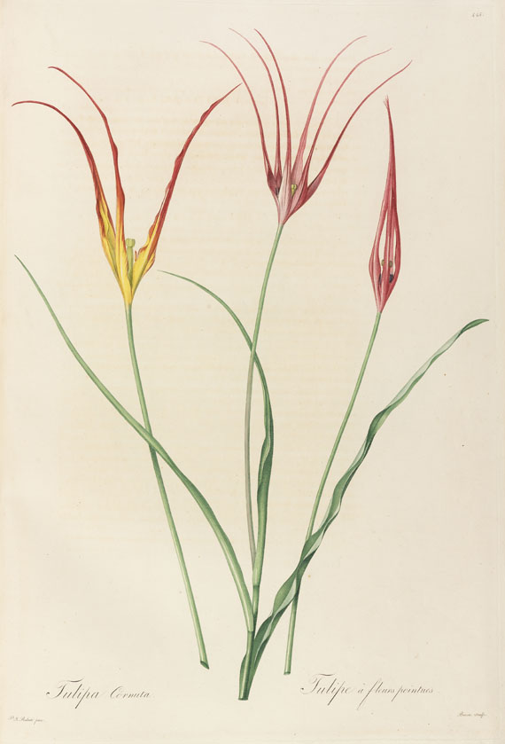 Pierre Joseph Redouté - Liliacées. 8 Bde. 1802-16.