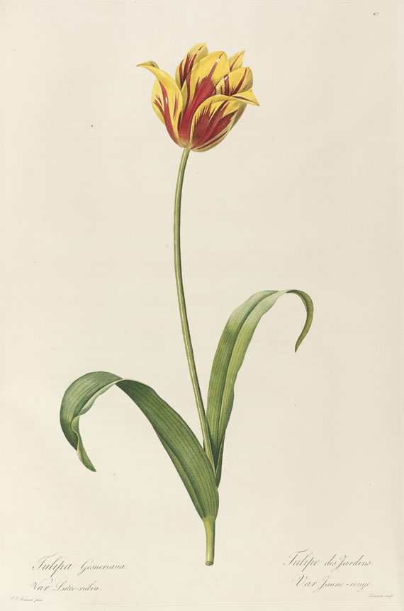 Pierre Joseph Redouté - Liliacées. 8 Bde. 1802-16. - Weitere Abbildung