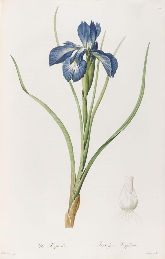 Pierre Joseph Redouté - Liliacées. 8 Bde. 1802-16. - Weitere Abbildung