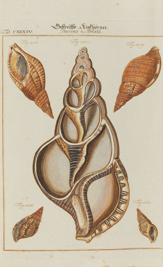 Friedrich Heinrich Wilhelm Martini - Conchylien-Cabinet. 1768-77. 3 Bde.