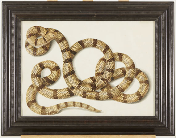 Franz Anton von Scheidel - Schlange - Weitere Abbildung