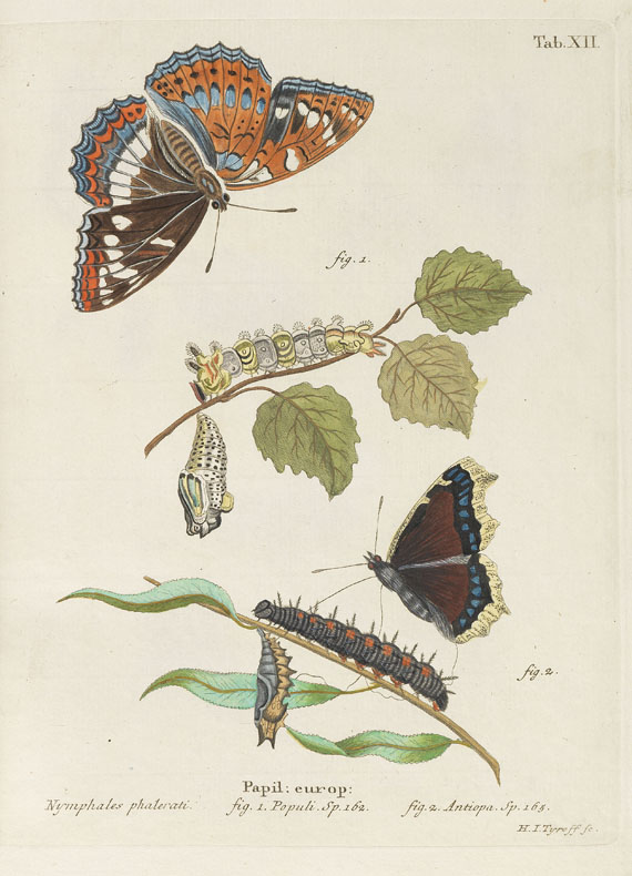 Johann Christoph Esper - Die Schmetterlinge. 5 Bde. & Suppl. in 10 Bdn. 1829ff. - Weitere Abbildung