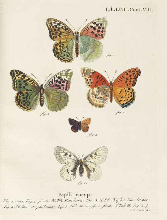 Johann Christoph Esper - Die Schmetterlinge. 5 Bde. & Suppl. in 10 Bdn. 1829ff. - Weitere Abbildung