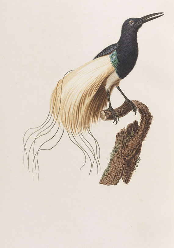 Jean Baptiste Audebert - Oiseaux dorés ou reflets métalliques. 1802. 2 Bde..