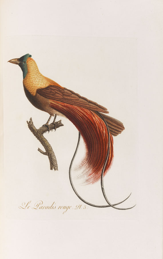 Jean Baptiste Audebert - Oiseaux dorés ou reflets métalliques. 1802. 2 Bde.. - Weitere Abbildung