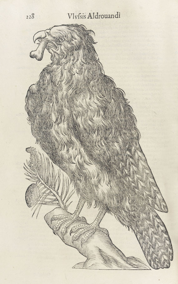 Ulisse Aldrovandi - Ornithologiae. 1599.
