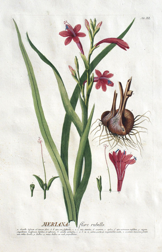 Blumen und Pflanzen - 8 Bll. Blumen-Kupfer (Chr. J. Trew). Um 1750.