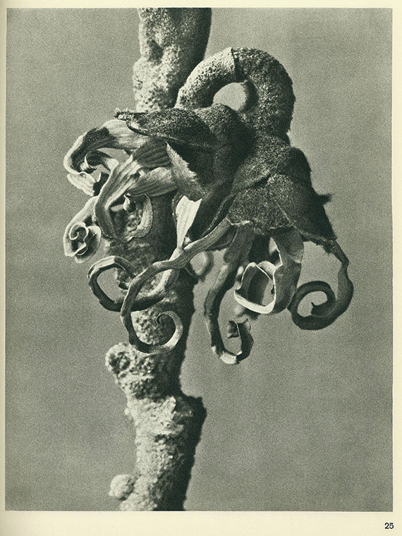 Karl Blossfeldt - Wundergarten der Natur. 1932.