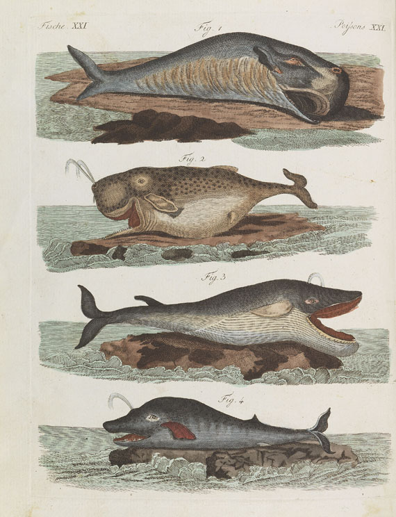 Friedrich Johann Justin Bertuch - Bilderbuch zum Nutzen und Vergnügen. 1801-1805. 10 Bde. in 9 Bdn. - Weitere Abbildung